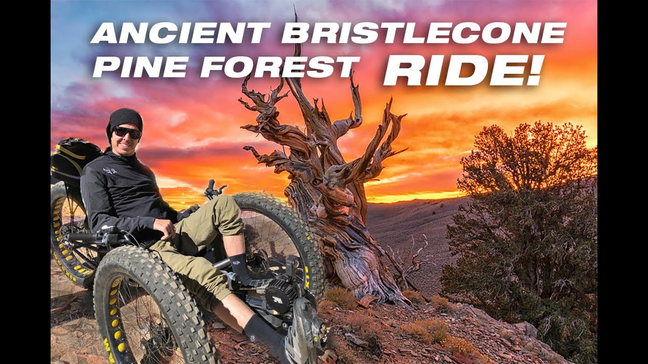 Ancient Bristlecone Pine Forest RIDE!