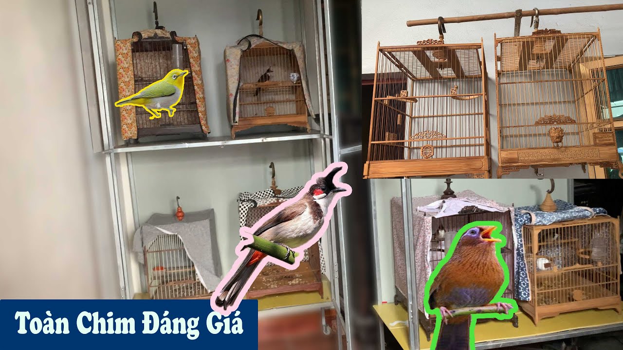 Tham Quan Phòng Chim Cảnh Và Những Chiếc Lồng Đáng Gía// Chiến Ơi
