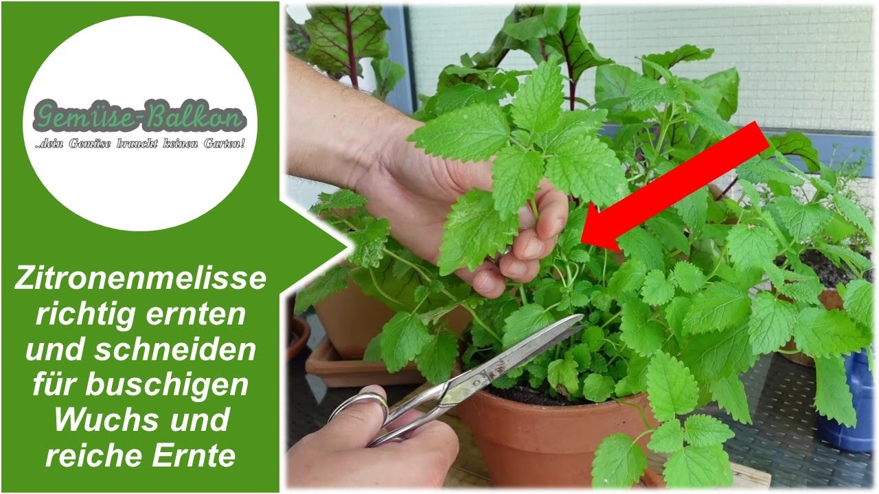Zitronenmelisse 🌿 richtig ernten und schneiden ✂️ für buschigen Wuchs und reiche Ernte 📥