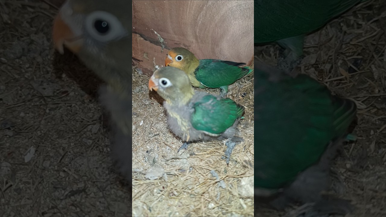 love birds Par blue chicks good marking and healthy chicks 