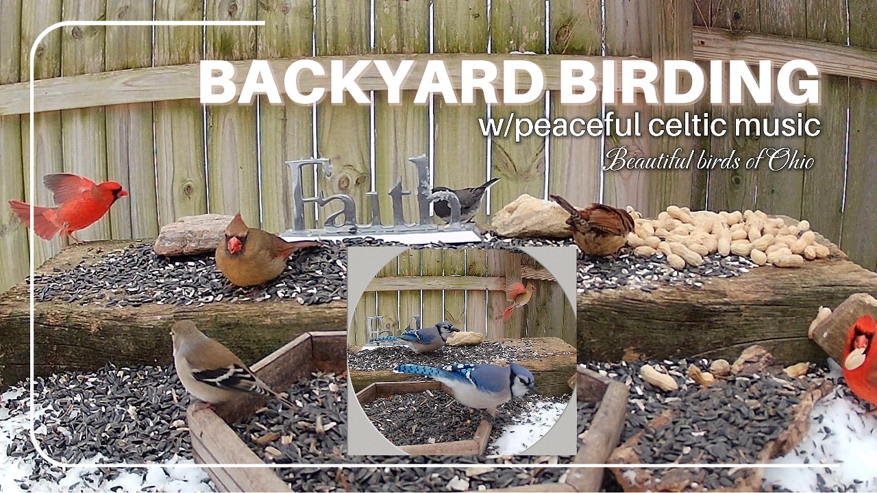 Birdwatching & Peaceful Celtic Music: 15 Mins of Cozy Backyard Nature Relaxation 🌿