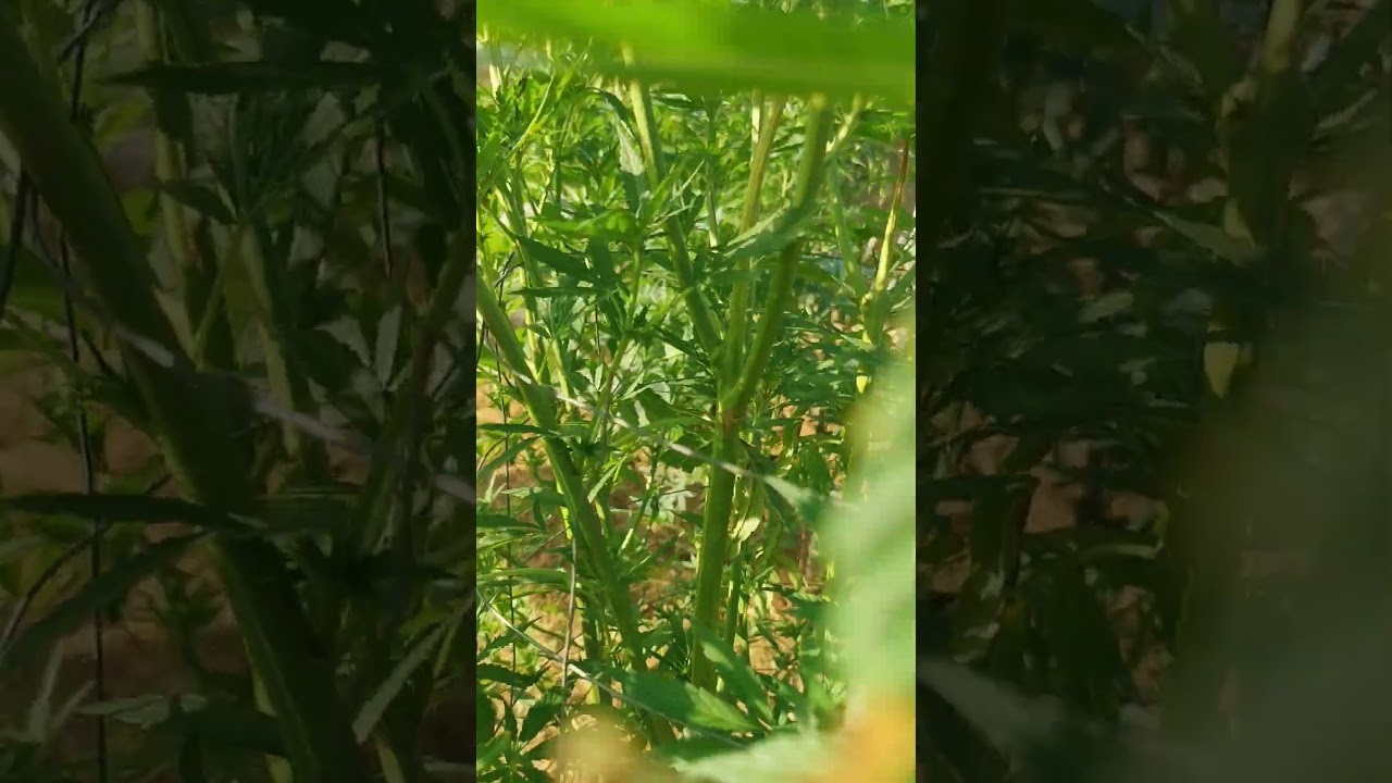 Platinum kush breath winter grow 3 weeks into flower. outdoor