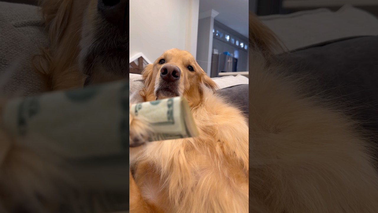 My dog learned how to drive a car! #dog #goldenretriever