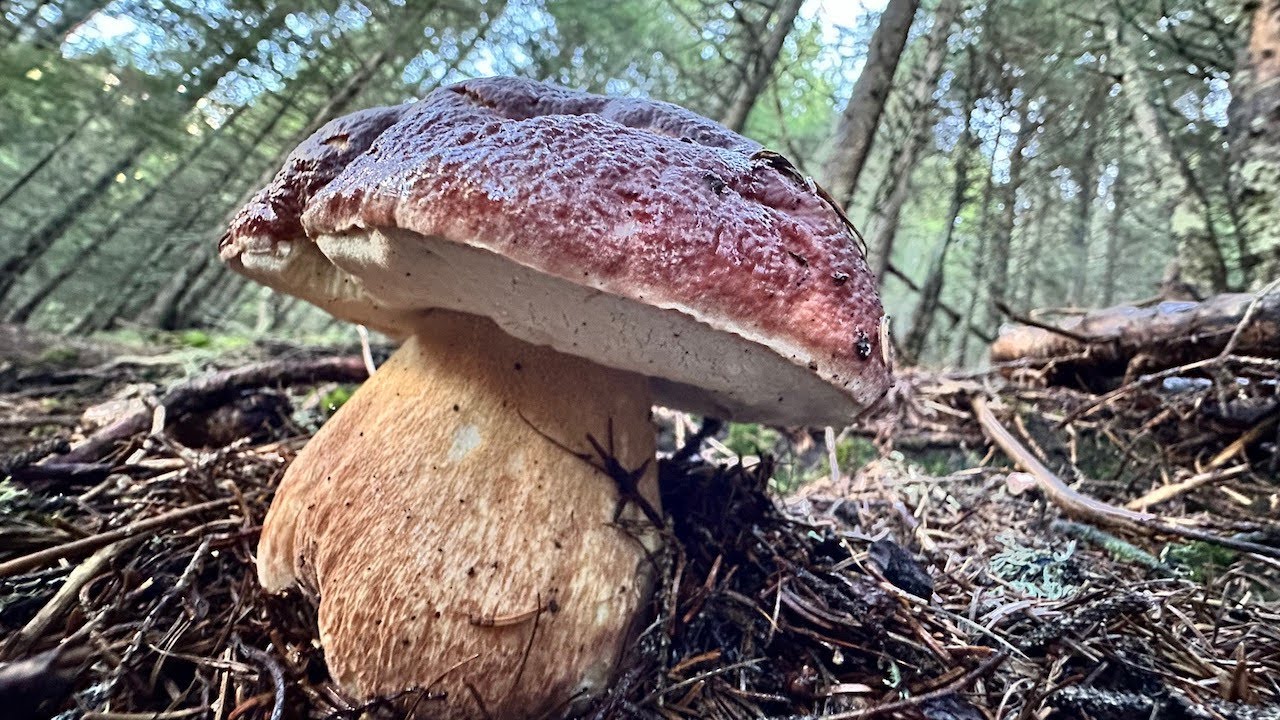 PINICOLA XXL Funghi porcini 2025