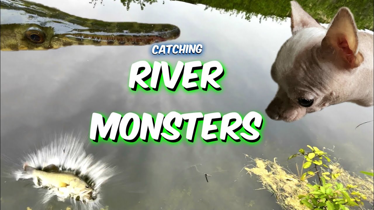 River MONSTER Swamp Fishing with My Hairless Derpy Dog - A1A Adventures