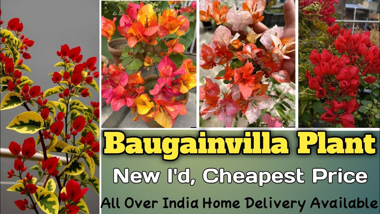 Bougainvilla plant nursery All india home delivery #garden #bougainvilla #flowers 