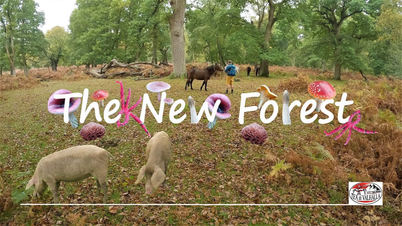 New Forest Walk: Autumn Fungi Hike (Devil's Fingers & Nail Fungus) #nature #autumn