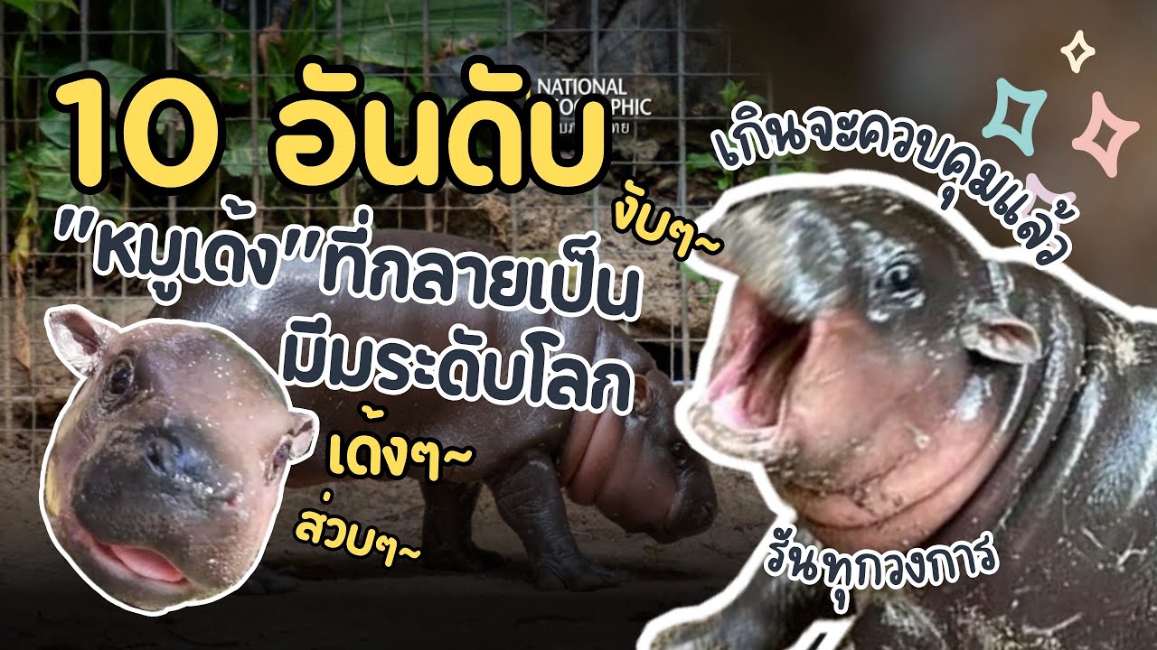 รวม 10 อันดับ “หมูเด้ง”ที่กลายเป็นมีมระดับโลก 🦛 แต่ละวงการดังๆ ทั้งนั้น ✨| #หมูเด้ง