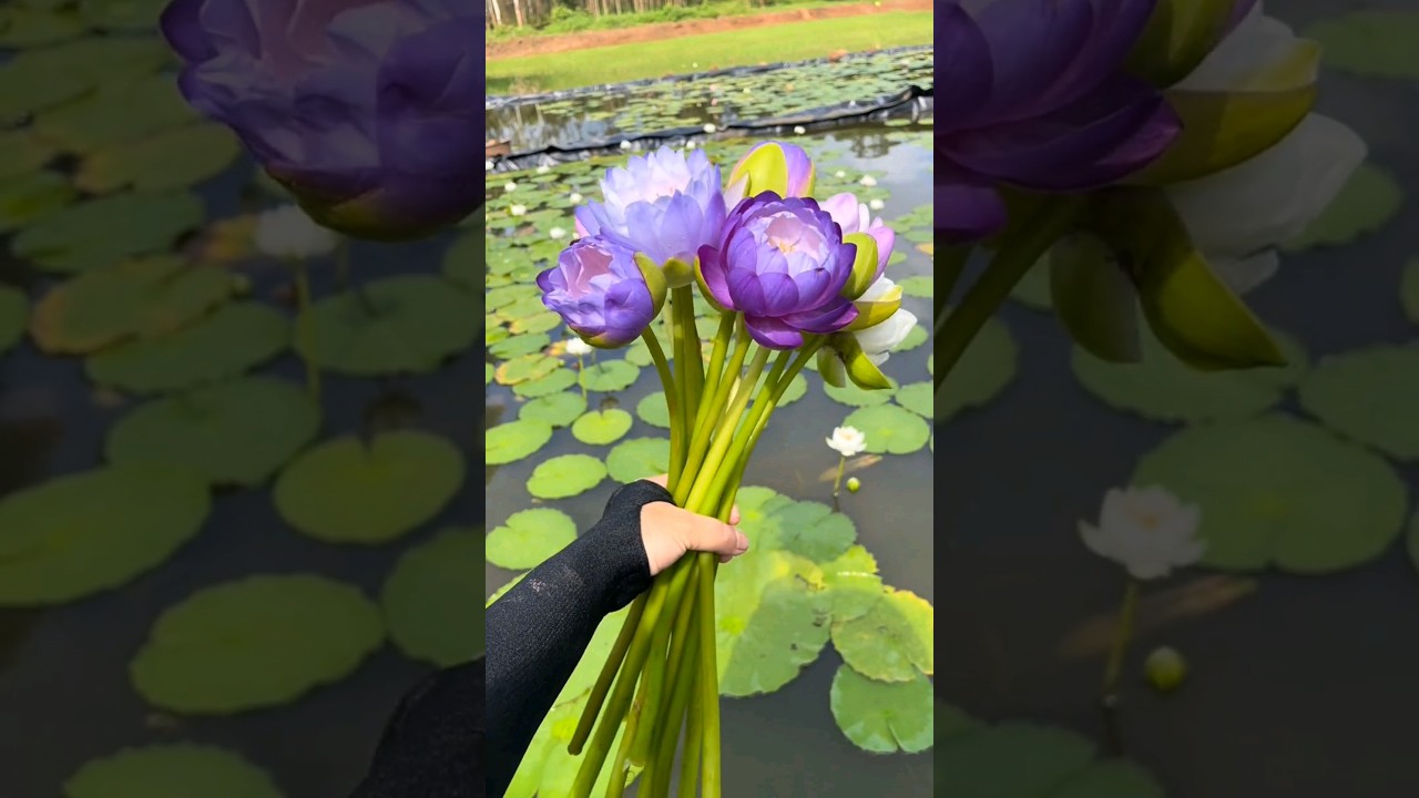 Beautiful Unique Water Lily #satisfying #flowers #naturelovers