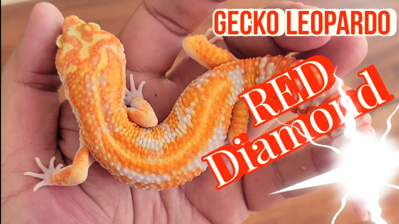 Mi Nuevo Proyecto ¨RED DIAMOND BLOOD¨ en el criadero de GECKOS LEOPARDO, Mi cruce Selectivo...