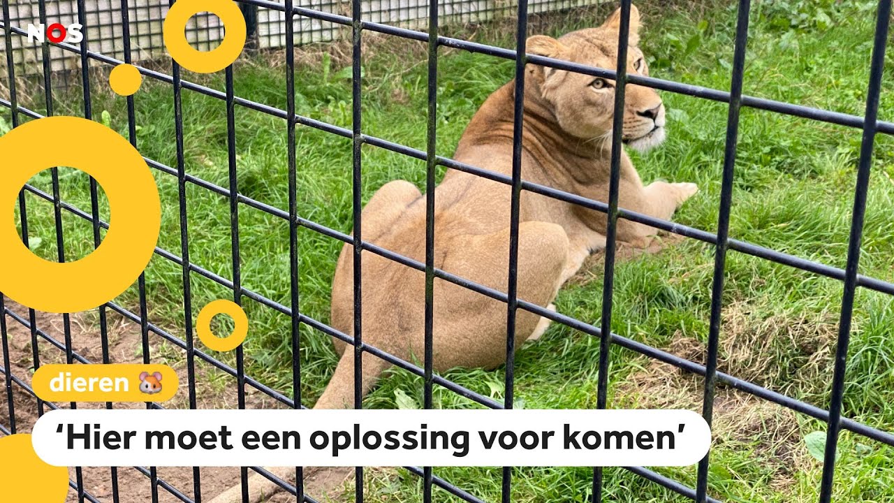 Nederlands asiel helemaal vol met tijgers en leeuwen