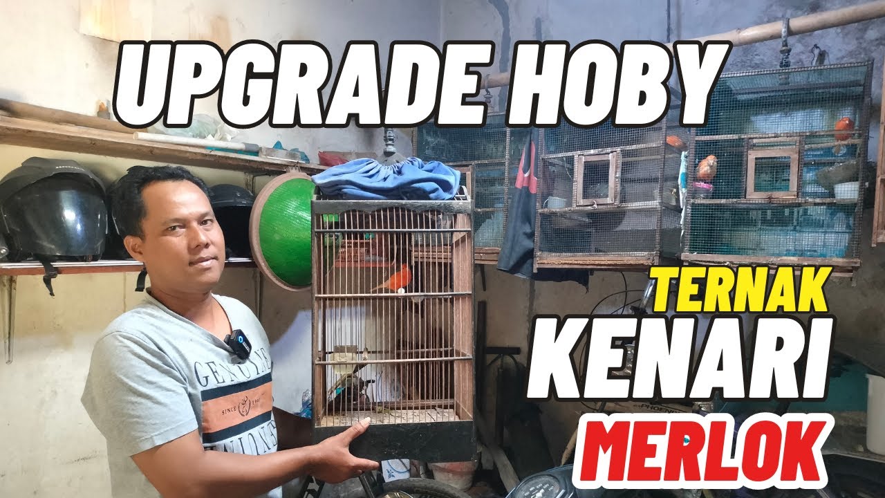 Berawal dari Tukar Ayam dengan Kenari, Kenari Merlok Kini Diternakkan untuk Menghias Rumah