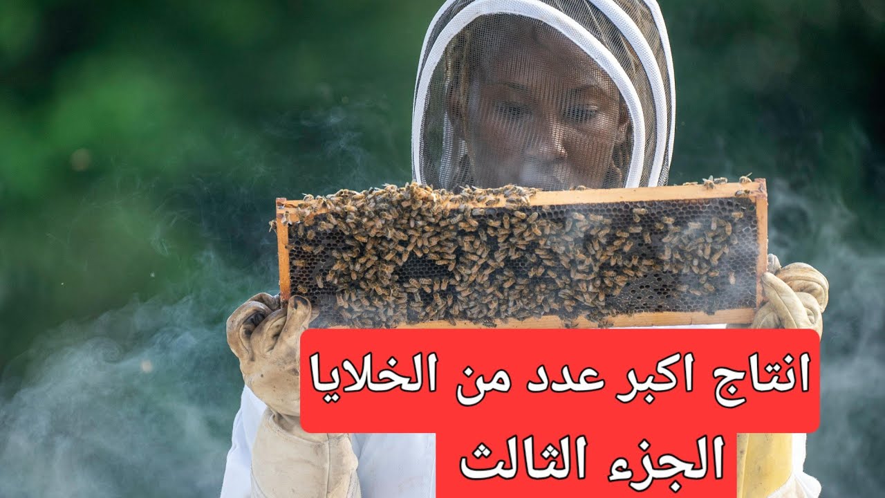 انتاج اكبر عدد من خلايا النحل بأقل مجهود وأقل امكانيات 🤔