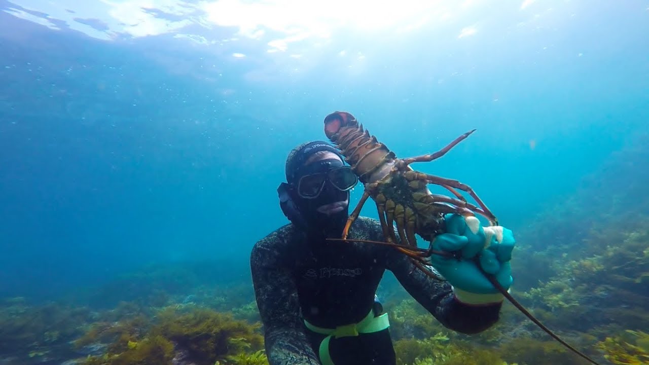 Lobsters Vol 3