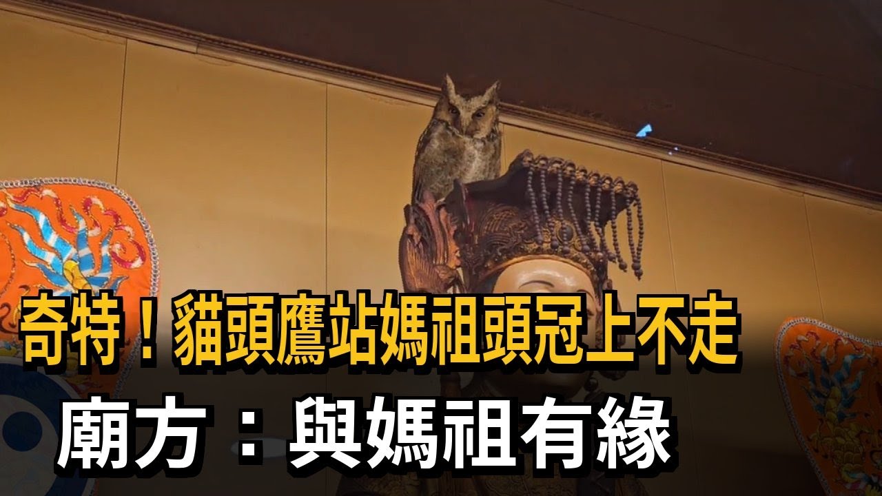 奇特！貓頭鷹站媽祖頭冠上不走　廟方：與媽祖有緣－民視新聞