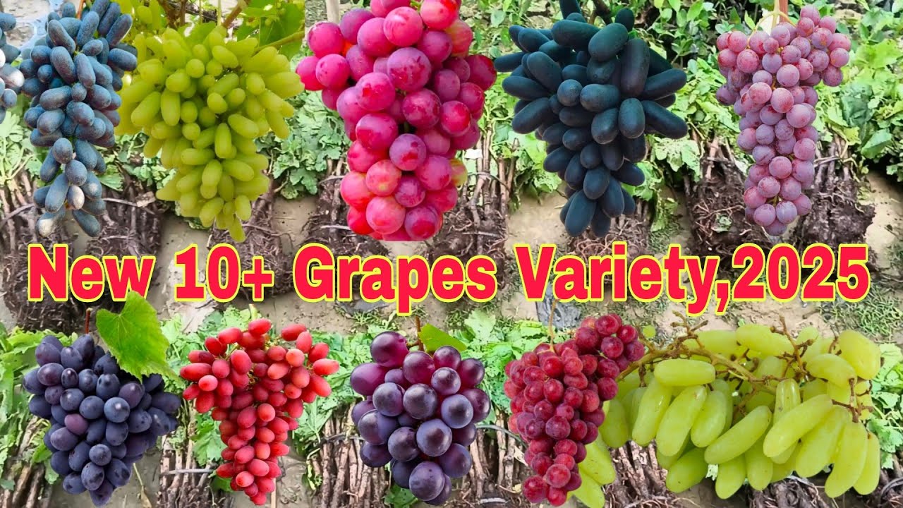 New Variety Grapes 🍇 2025 || 10+ Grapes Variety Grapes Plant available || Red Globe, Crimson, Flame