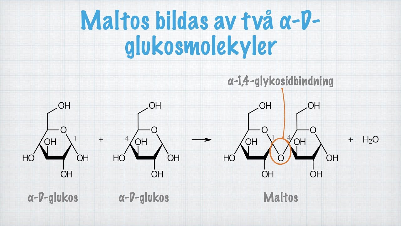 Mono-, di-, oligo- och polysackarider