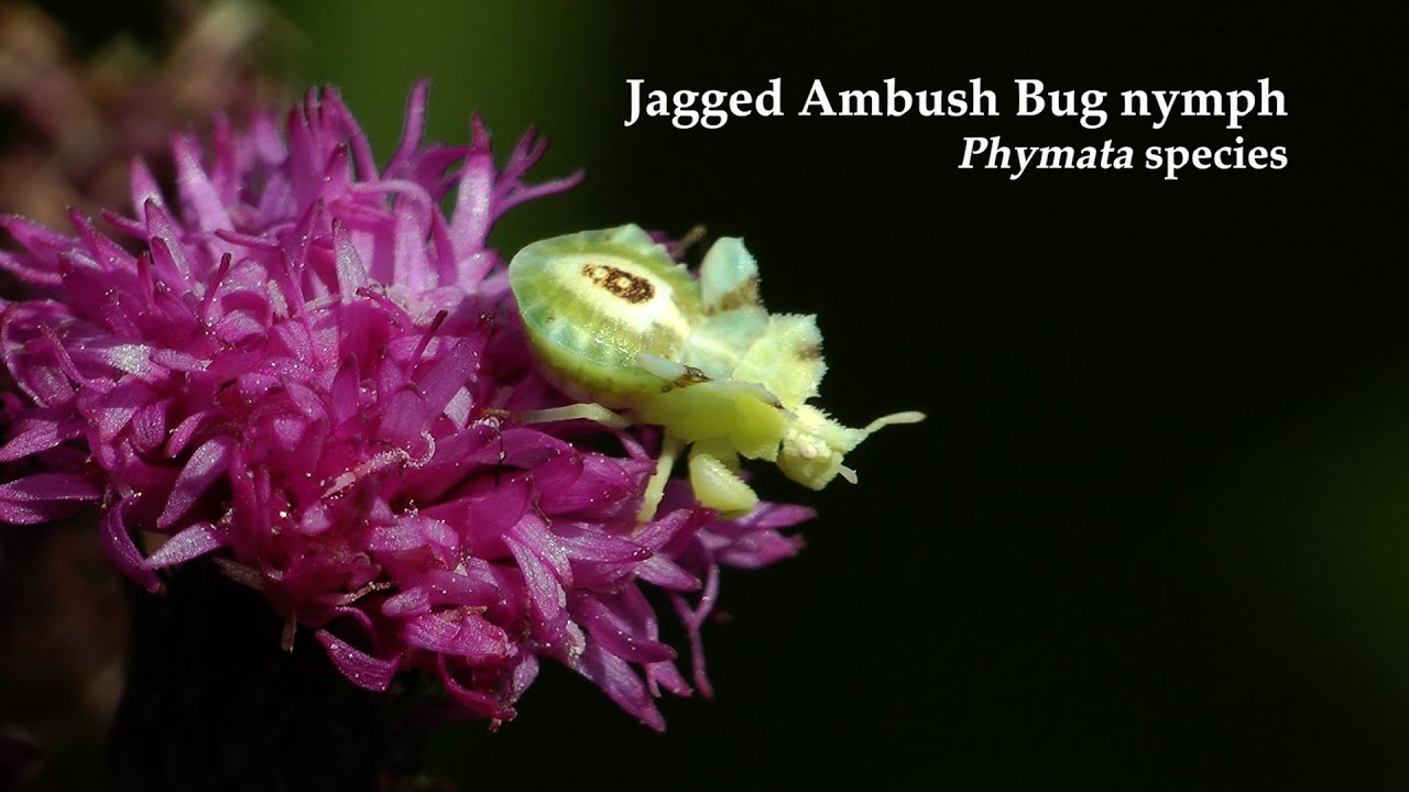 Jagged Ambush Bug, Leafcutter Bee, Stinkbug, & Looper Caterpillar Up Close