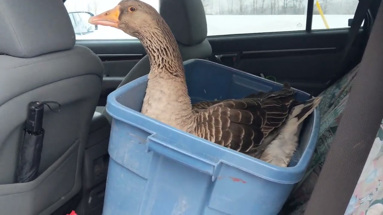 I Got A New Pet Toulouse Goose, A New Friend For Bernard The Toulouse Goose