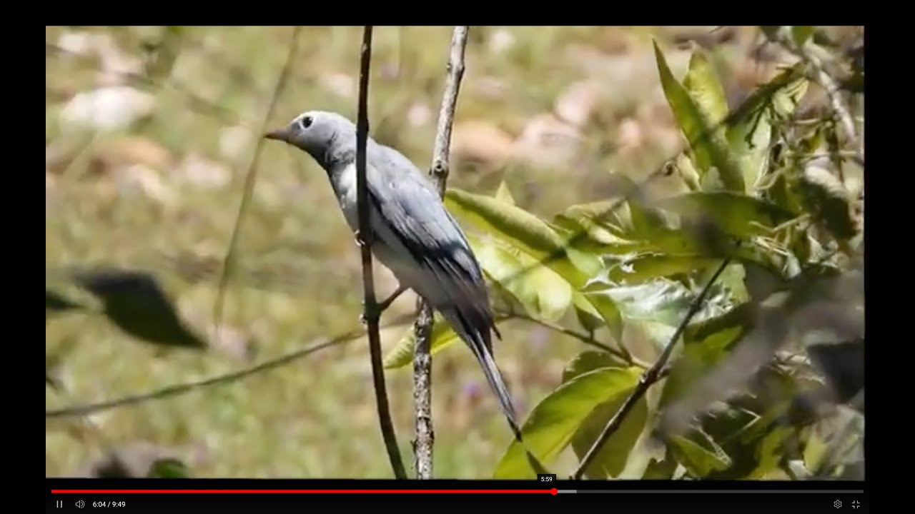 Lost Wings: S1 Ep. 6-  Finding White-breasted Cuckoo-shrikes in West Pokot
