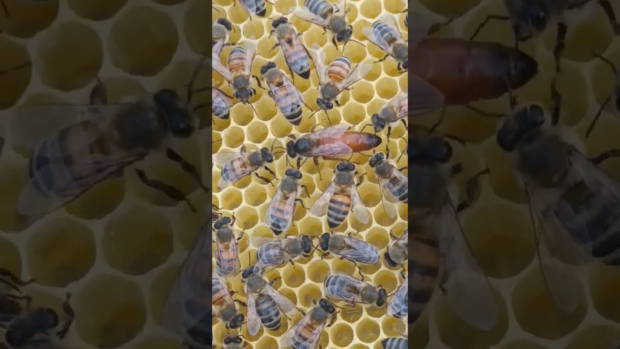 Bleta 2023 Mbreteresha Sicula Dakoli