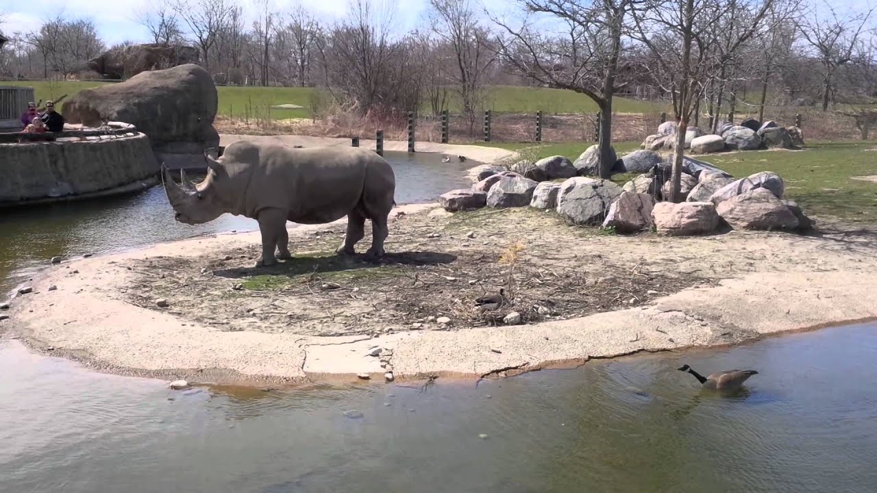 Toronto Zoo - Canadian Geese scare African Rhino