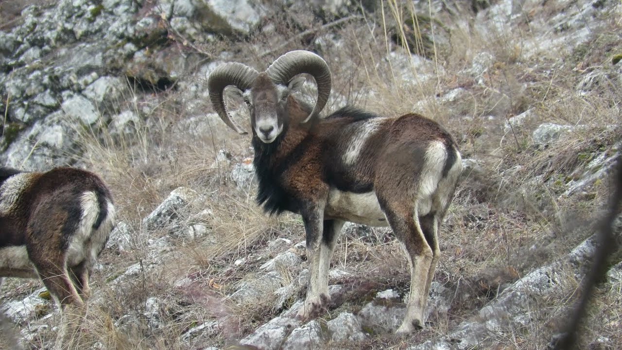 481. Muflon evropský, Ovis musimon