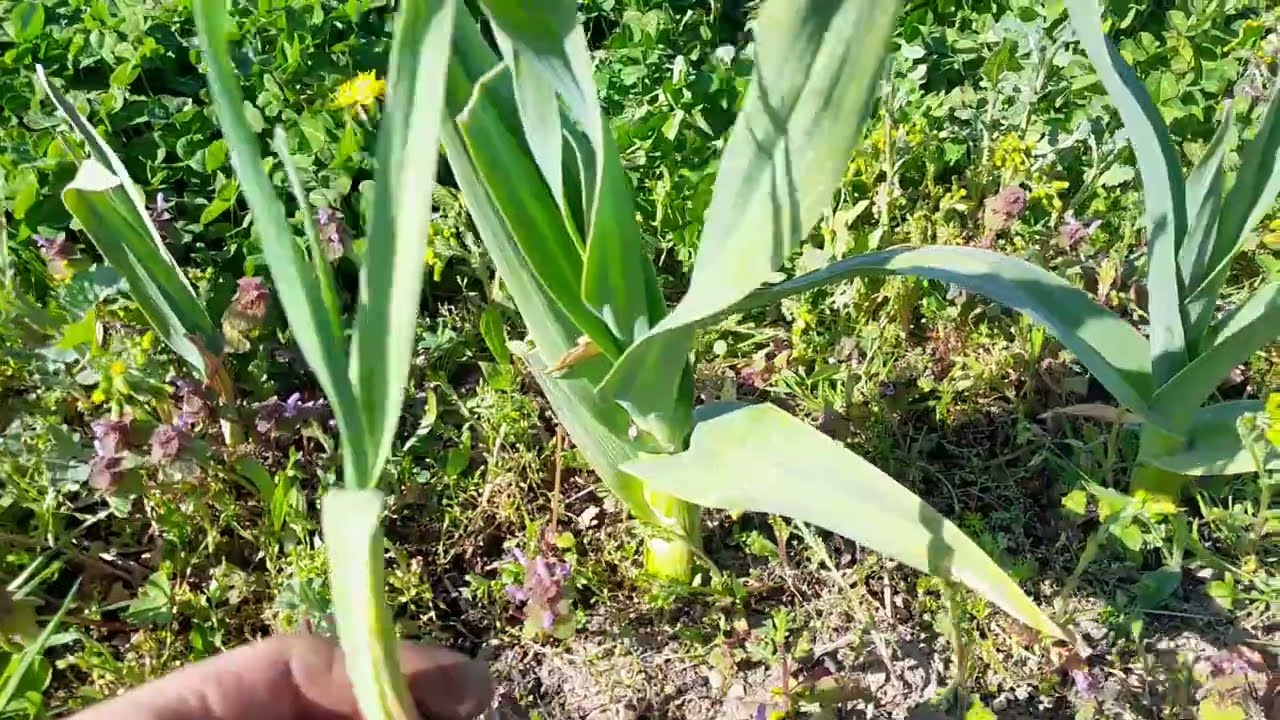 Olifantenknoflook versus gewone knoflook