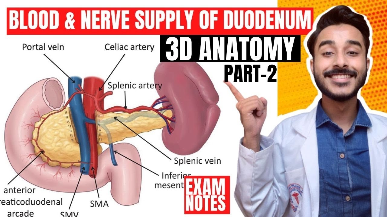 duodenum anatomy relations | blood supply of duodenum anatomy | nerve supply of duodenum anatomy