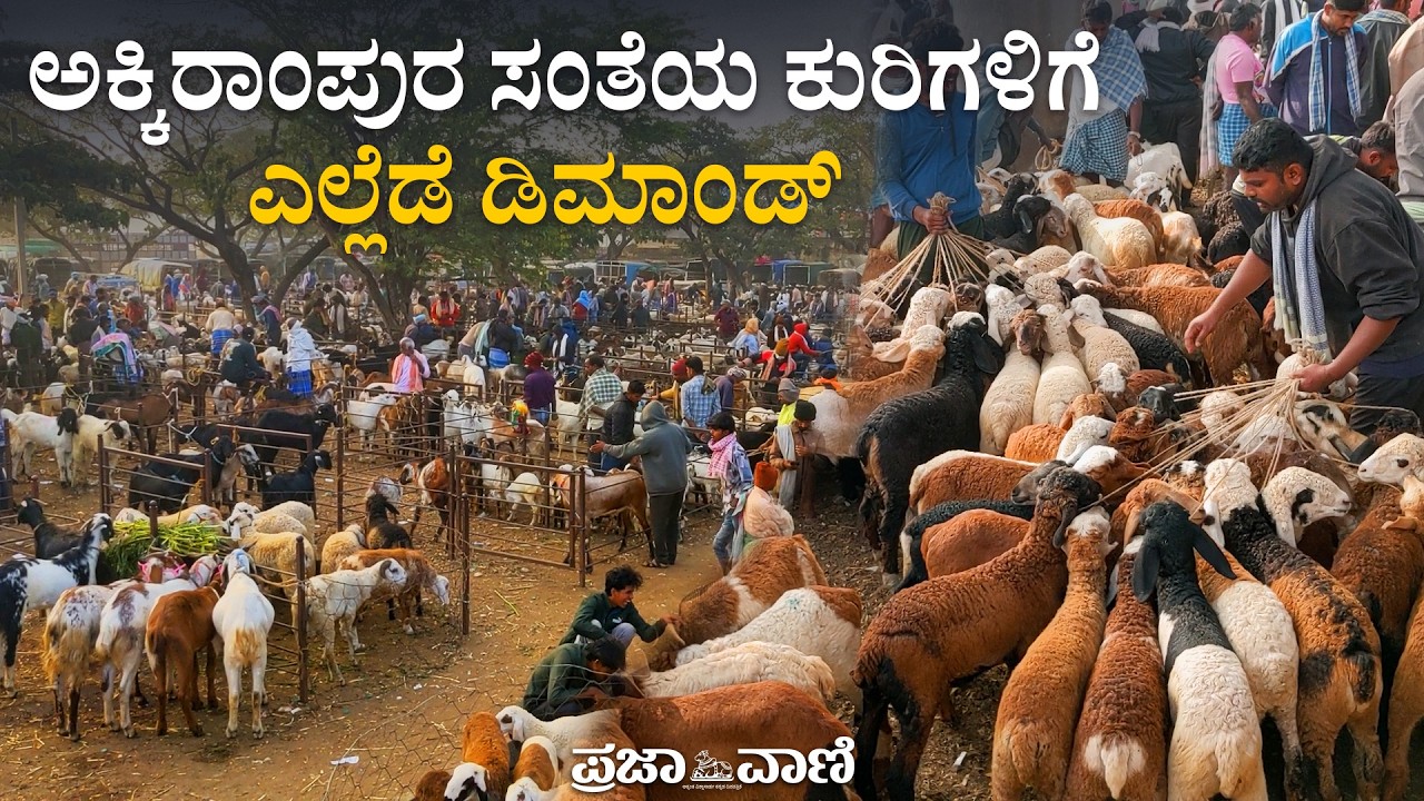 ತುಮಕೂರಿನ ಅಕ್ಕಿರಾಂಪುರ ಸಂತೆಯಲ್ಲಿ ಕೋಟ್ಯಂತರ ರೂಪಾಯಿ ವ್ಯವಹಾರ | Akkirampura Sheep Market | Tumkur
