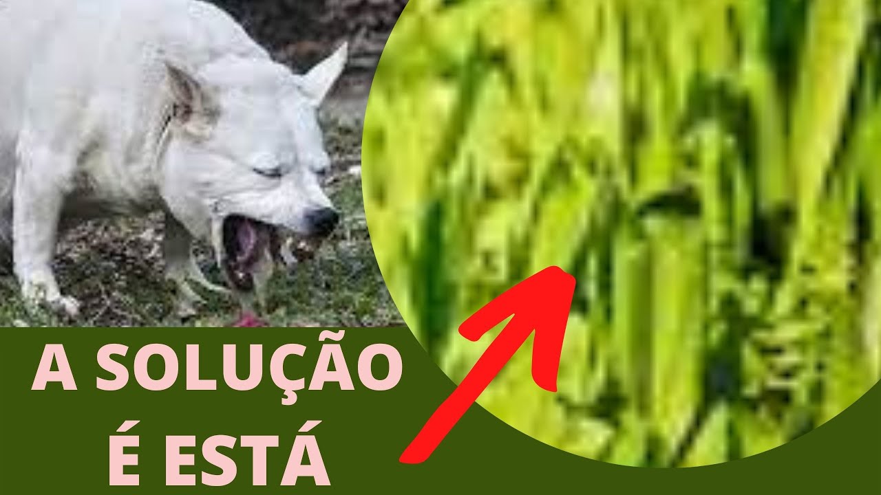 [TOSSE E ENGASGO] CACHORRO COM DIFICULDADE PARA RESPIRAR ENGASGANDO - Pode Ser Colapso de Traqueia