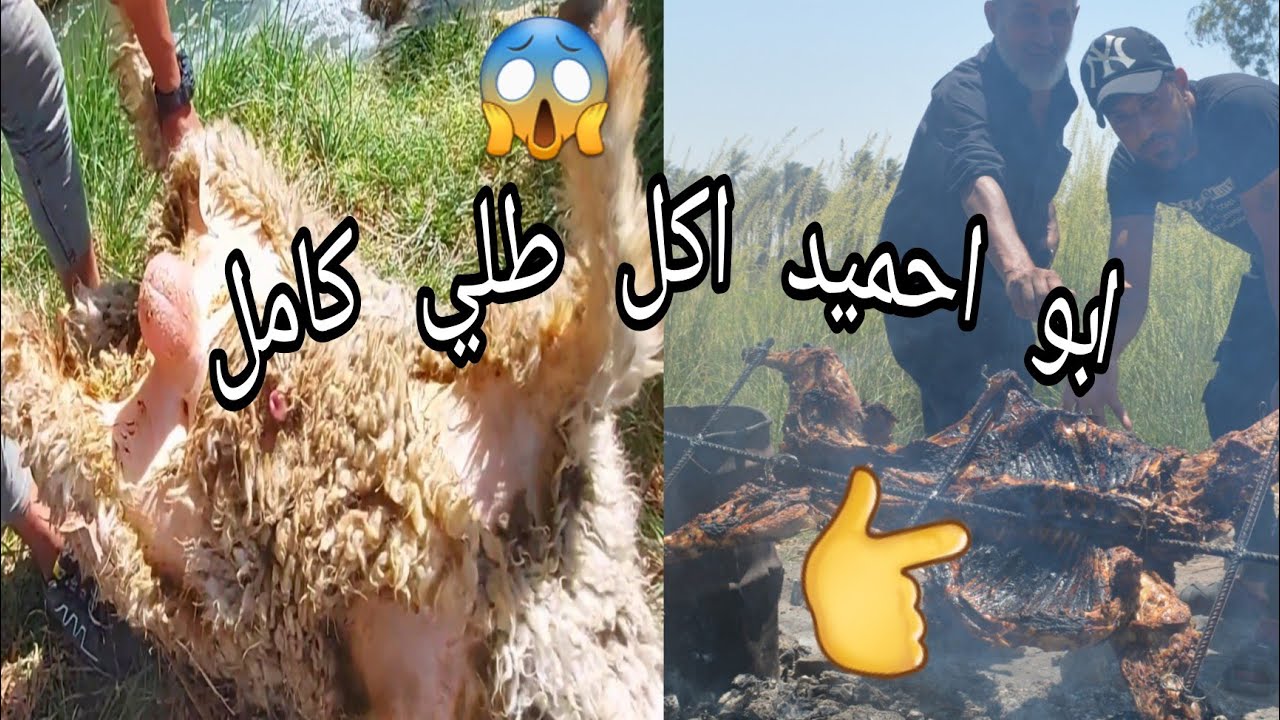 شاهد سفرة شواء خروف كامل في الطبيعه مع الاصدقاء