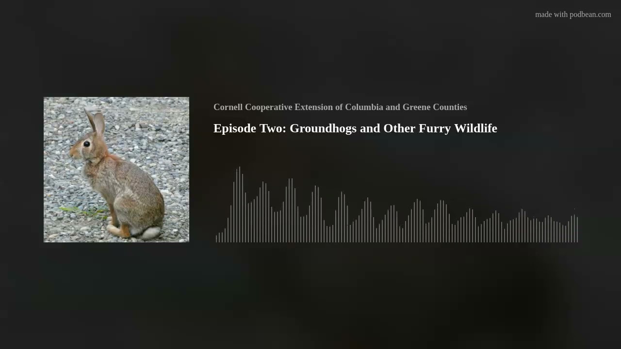 Episode Two: Groundhogs and Other Furry Wildlife