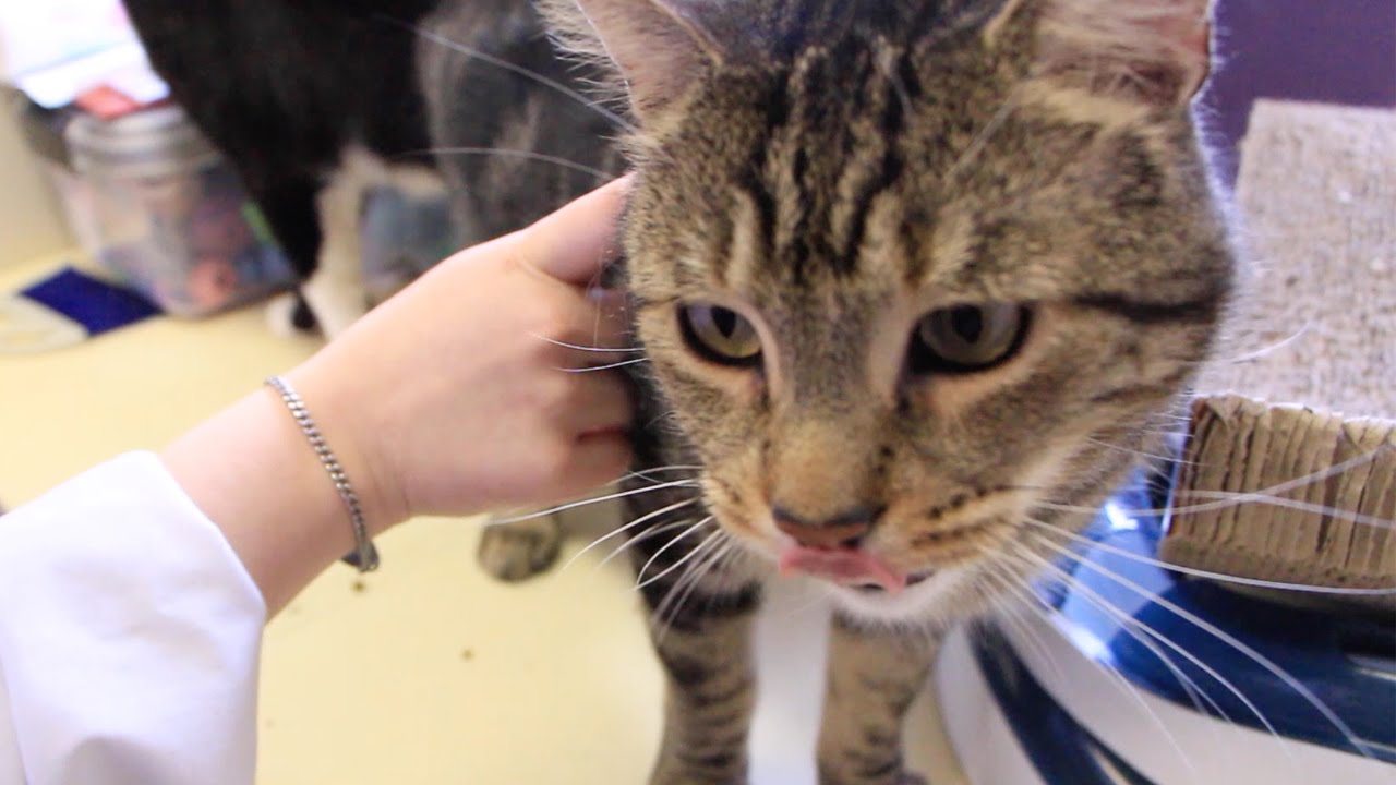 Animals  Help Special Needs Students
