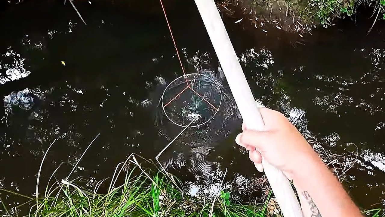 Big Blackfish, Crayfishing And Underwater Camera Adventure
