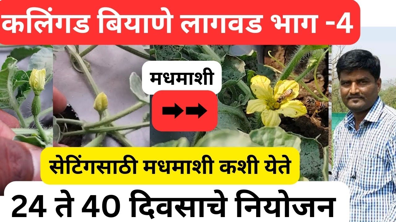 कलिंगड बियाणे लागवड भाग -4(24 ते 40 दिवस)