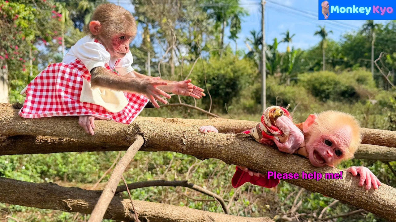 Baby Monkey BuNa Is Stuck in the Tree&hellip; What Will Kyo Do? 😲🐒