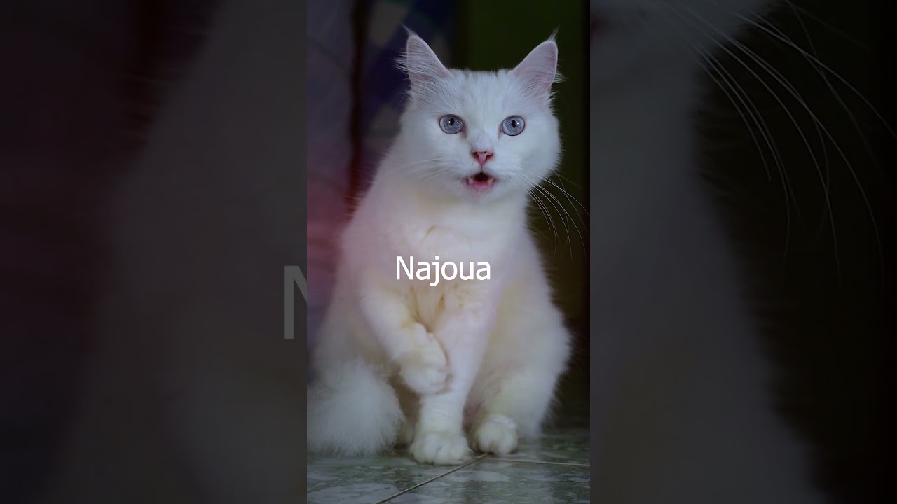 Najoua