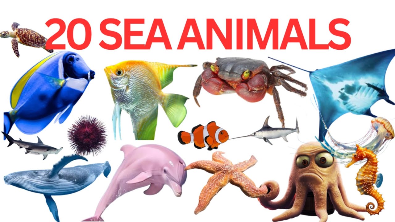 20 Sea Animals Name For Kids| Learn Sea Animals Name With Fun Facts | Water Animals