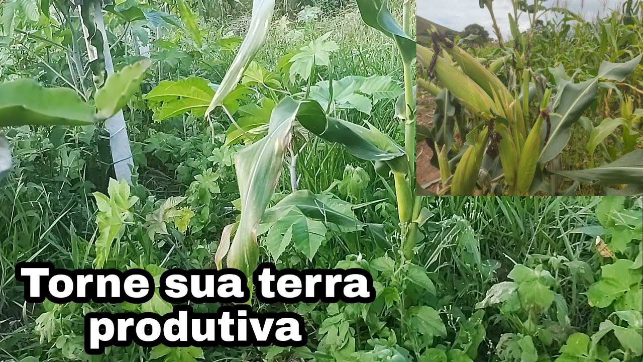 Como fazer sua terra ficar produtiva/Use o mato a seu favor