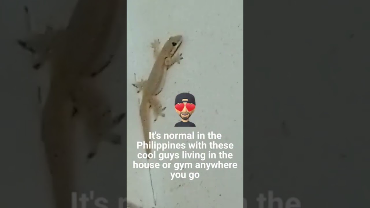 MANY Lizards in Philippines homes #shortsfeed #lizards