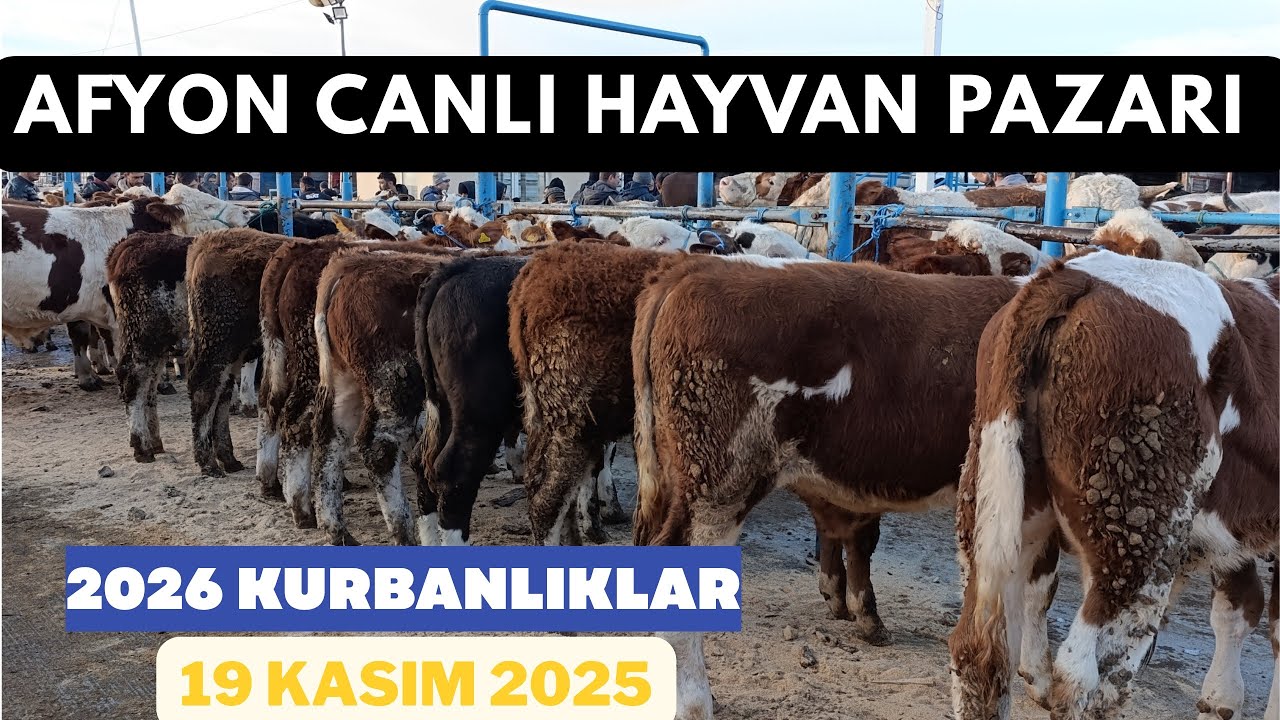 AFYON ÇAYIRBAĞ CANLI HAYVAN PAZARI 19 KASIM 2025 - GÜNCEL FİYATLAR - KURBANLIK FİYATLARI YENİ