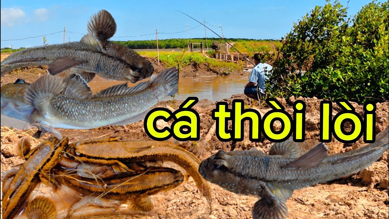 câu cá thòi lòi vùng ngập mặn/ đặc sản vùng biển
