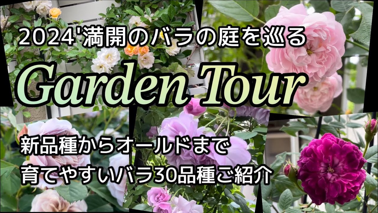 【育てやすいバラ30品種】オールドから新品種まで/我が家のバラをご紹介/病気に強く育てやすいオススメのバラ