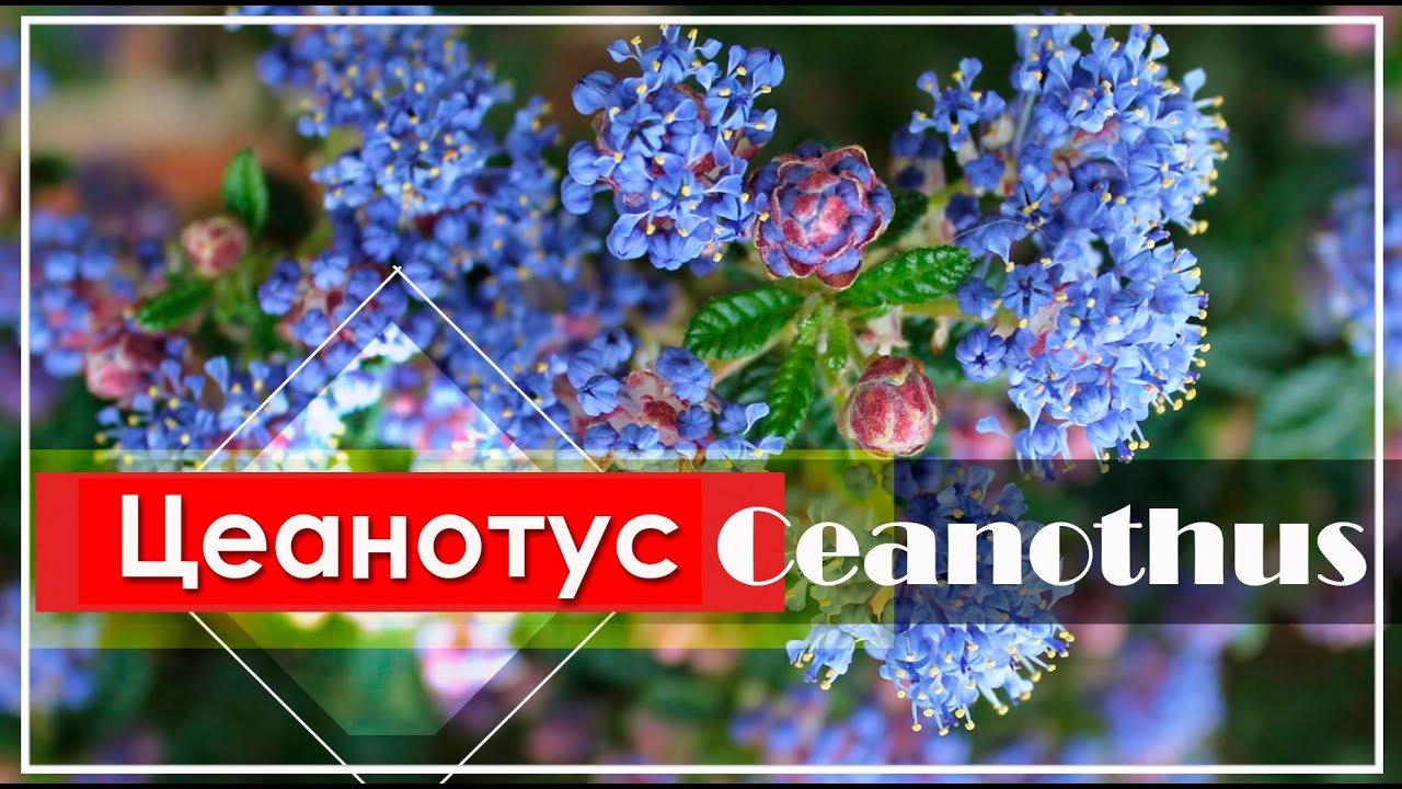 Цеанотус - Ceanothus / Цветущий кустарник с СИНИМИ Цветами / ЭНЦИКЛОПЕДИЯ Растений
