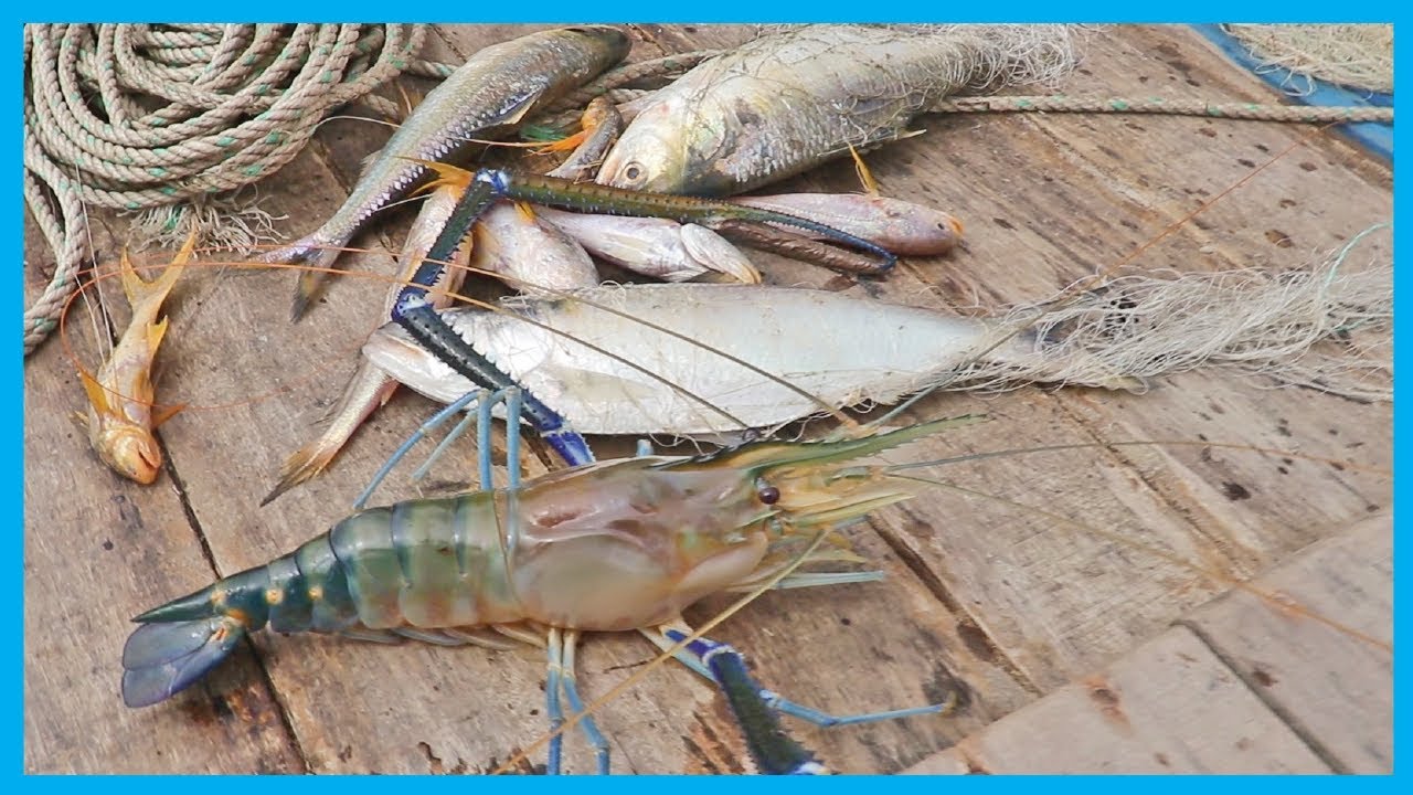 Amazing Fast Hilsa Fishing Skill- Catching Hilsa Fish Big on the Sea (PART 13)
