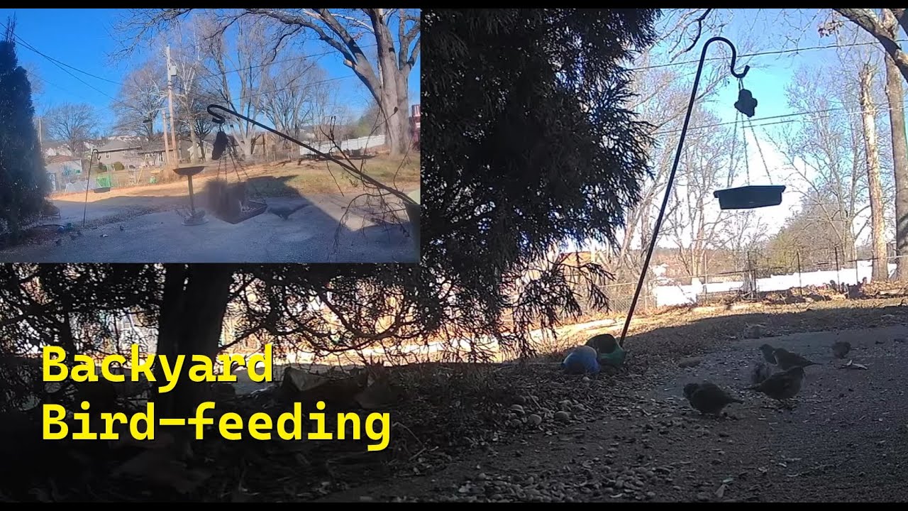 winter days ~  backyard cam with music (Jan 21, 2026)