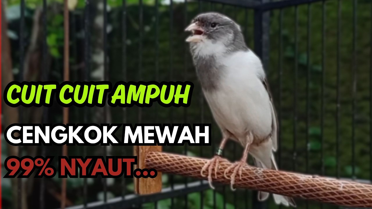 KENARI GACOR  Cuit CUIT BIRAHI SUARA Kenari MASTERAN TERBAIK UNTUK PANCINGAN & MASTERAN Kenari PAUD