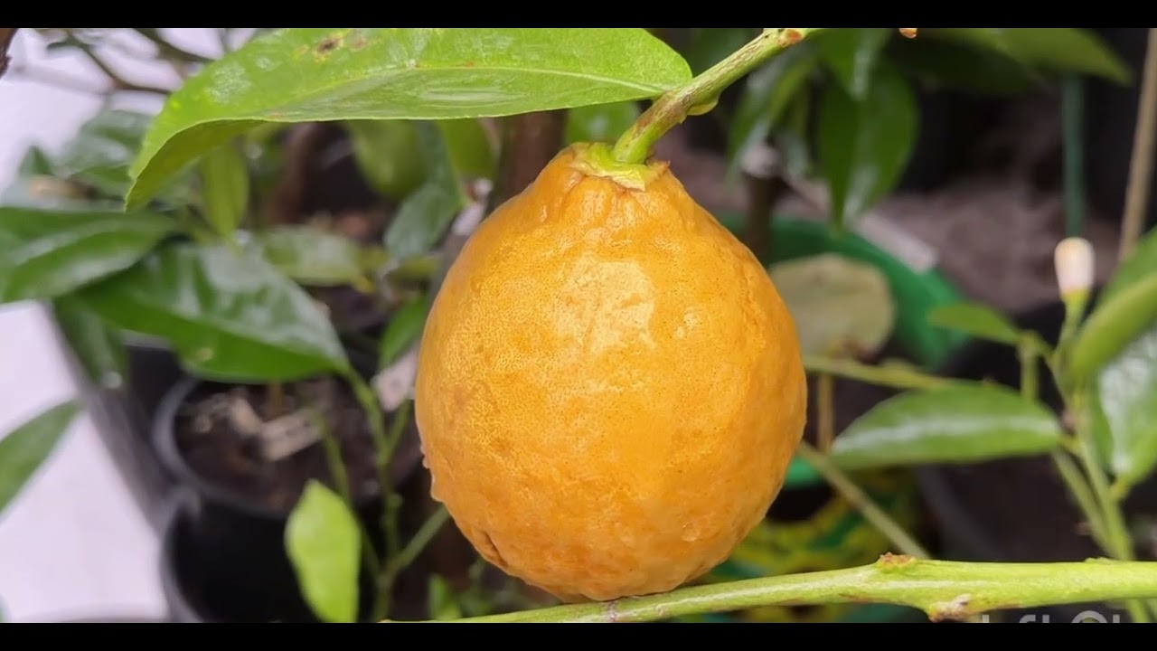 Моя теплиця з цитрусовими на початку грудня #garden #plants #nature #citrus #flowers
