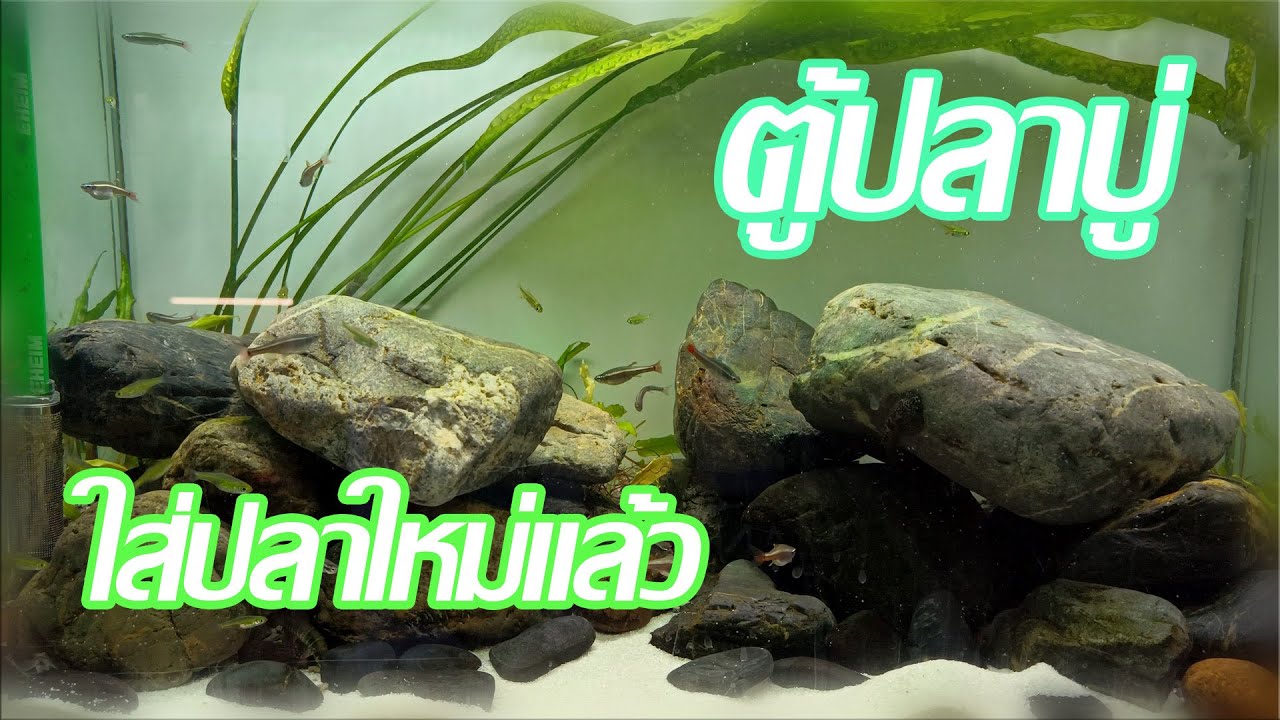 ตู้ปลาบู่ : ใส่ปลาใหม่แล้ว